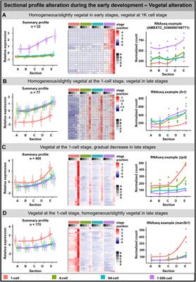 RNA localization during early development of the axolotl